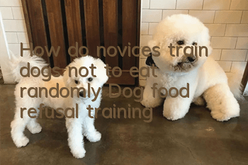 How do novices train dogs not to eat randomly? Dog food refusal training!