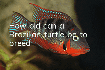 How old can a Brazilian turtle be to breed?