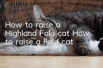 How to raise a Highland Fold cat? How to raise a Fold cat!