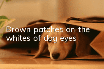 Brown patches on the whites of dog eyes