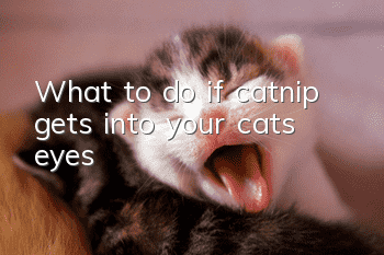 What to do if catnip gets into your cat’s eyes