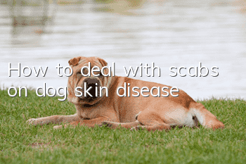 How to deal with scabs on dog skin disease