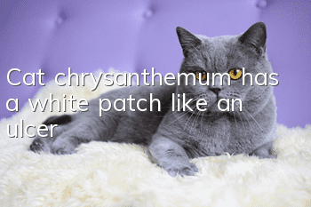 Cat chrysanthemum has a white patch like an ulcer