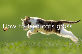 How to feed cats grass