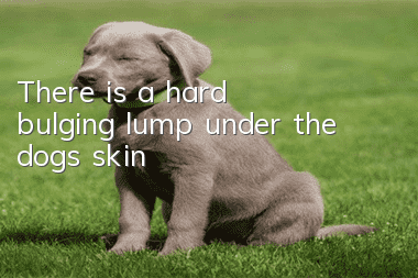 There is a hard bulging lump under the dog's skin