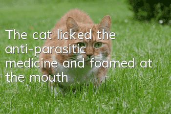 The cat licked the anti-parasitic medicine and foamed at the mouth