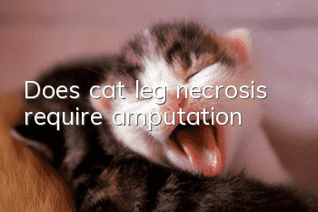 Does cat leg necrosis require amputation?