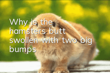 Why is the hamster's butt swollen with two big bumps?