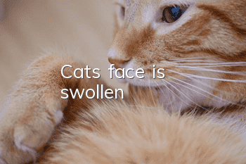 Cat's face is swollen