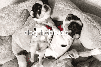 dog hobbies