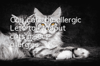 Can cats be allergic? Let’s talk about cats’ insect allergies!