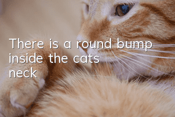 There is a round bump inside the cat’s neck