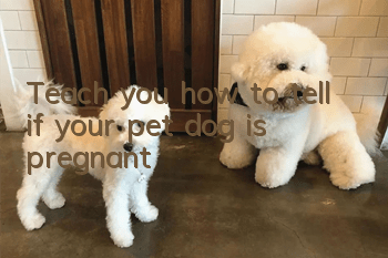 Teach you how to tell if your pet dog is pregnant