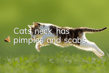 Cat’s neck has pimples and scabs