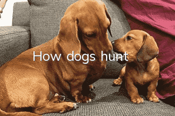 How dogs hunt
