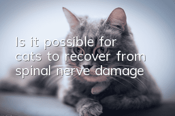 Is it possible for cats to recover from spinal nerve damage?