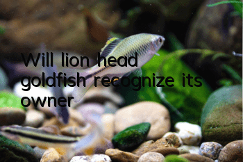 Will lion head goldfish recognize its owner?