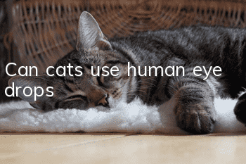 Can cats use human eye drops?