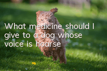 What medicine should I give to a dog whose voice is hoarse?