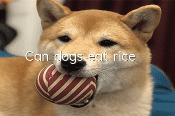 Can dogs eat rice?