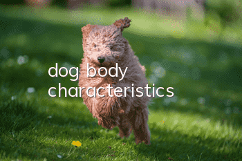 dog body characteristics
