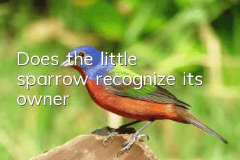 Does the little sparrow recognize its owner?