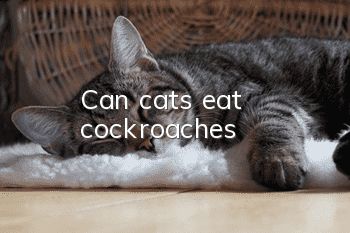 Can cats eat cockroaches?