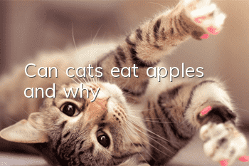 Can cats eat apples and why?