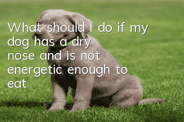 What should I do if my dog ​​has a dry nose and is not energetic enough to eat?