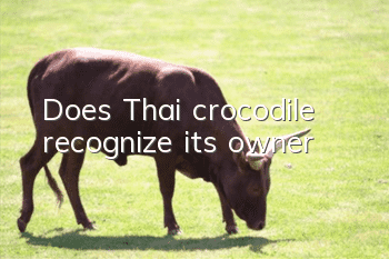 Does Thai crocodile recognize its owner?