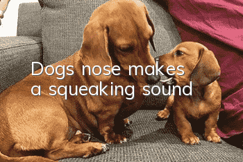 Dog's nose makes a squeaking sound