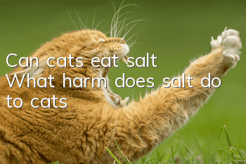 Can cats eat salt? What harm does salt do to cats?