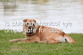 Is chloramphenicol eye drops safe for dogs?