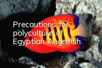 Precautions for polyculture of Egyptian Angelfish