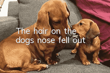 The hair on the dog’s nose fell out