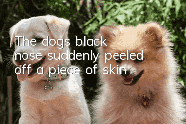 The dog's black nose suddenly peeled off a piece of skin