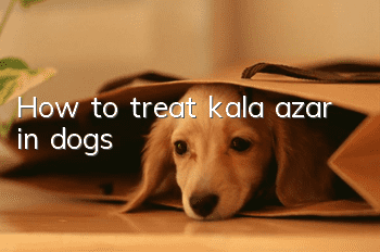 How to treat kala azar in dogs