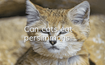 Can cats eat persimmons?