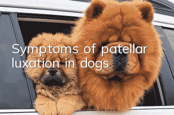 Symptoms of patellar luxation in dogs