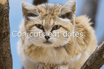 Can cats eat dates?