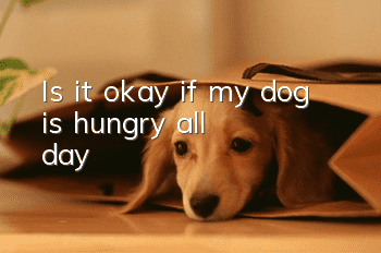 Is it okay if my dog is hungry all day?