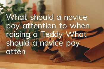 What should a novice pay attention to when raising a Teddy? What should a novice pay attention to when raising a Teddy!
