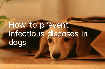 How to prevent infectious diseases in dogs