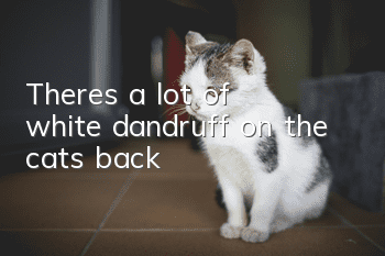 There’s a lot of white dandruff on the cat’s back