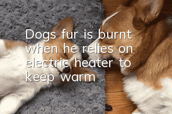 Dog’s fur is burnt when he relies on electric heater to keep warm