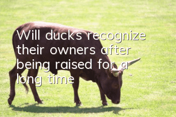 Will ducks recognize their owners after being raised for a long time?