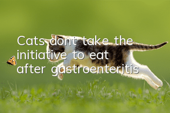 Cats don’t take the initiative to eat after gastroenteritis