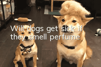 Will dogs get sick if they smell perfume?