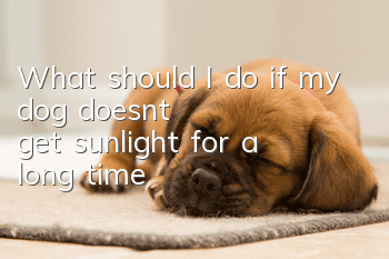 What should I do if my dog ​​doesn’t get sunlight for a long time?