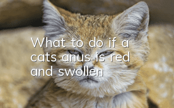 What to do if a cat’s anus is red and swollen
